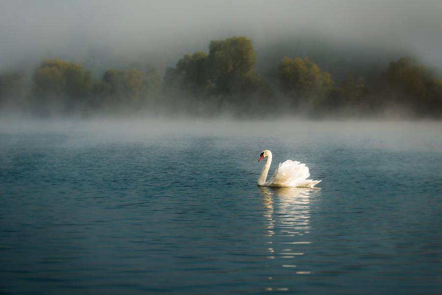 Swan Photograph -  #14 by Boris Hristov