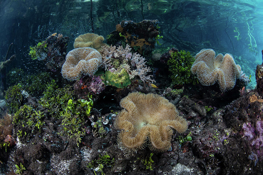 A Beautiful Coral Reef Grows #14 Photograph by Ethan Daniels