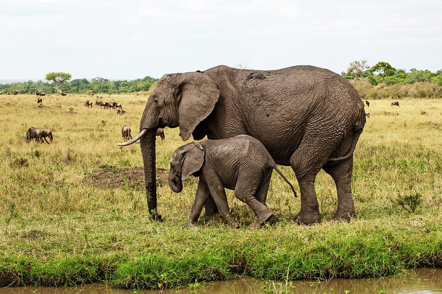 African Elephant In Kenya #14 Digital Art by Jacana Stock