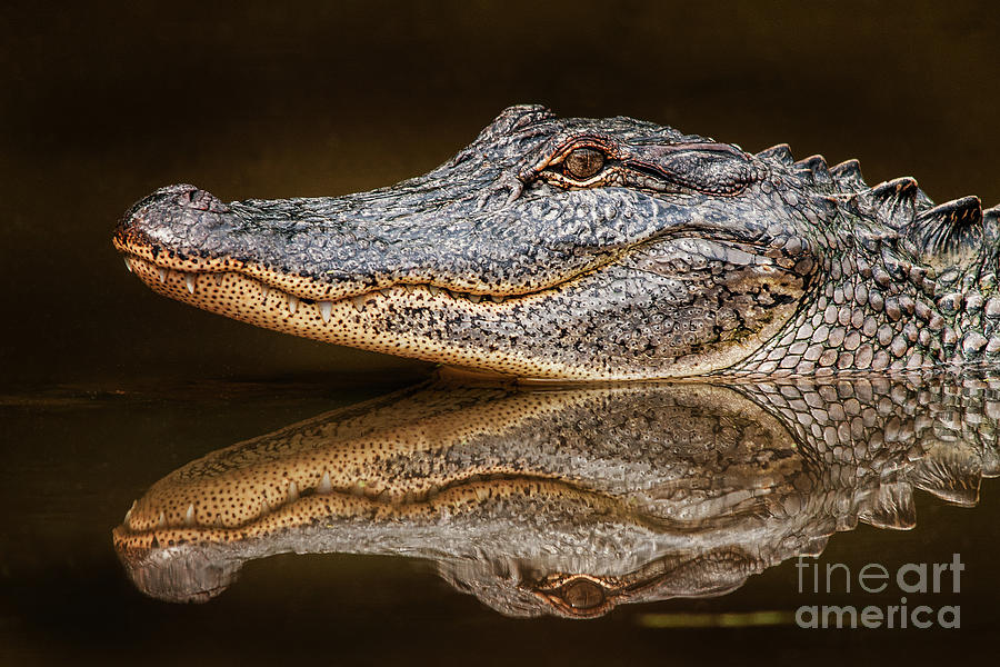 American Alligator #14 Photograph by Clay Coleman/science Photo Library ...