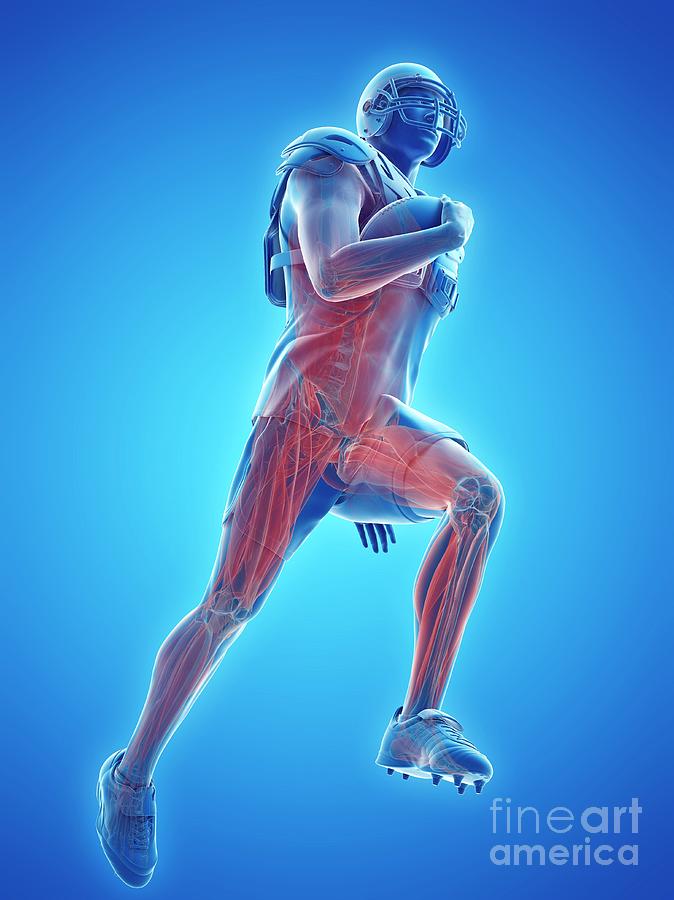 3d Photograph - American Football Players Muscles by Sebastian Kaulitzki/science Photo Library 3d Photograph - American Football Players Muscles by Sebastian Kaulitzki/science Photo Library