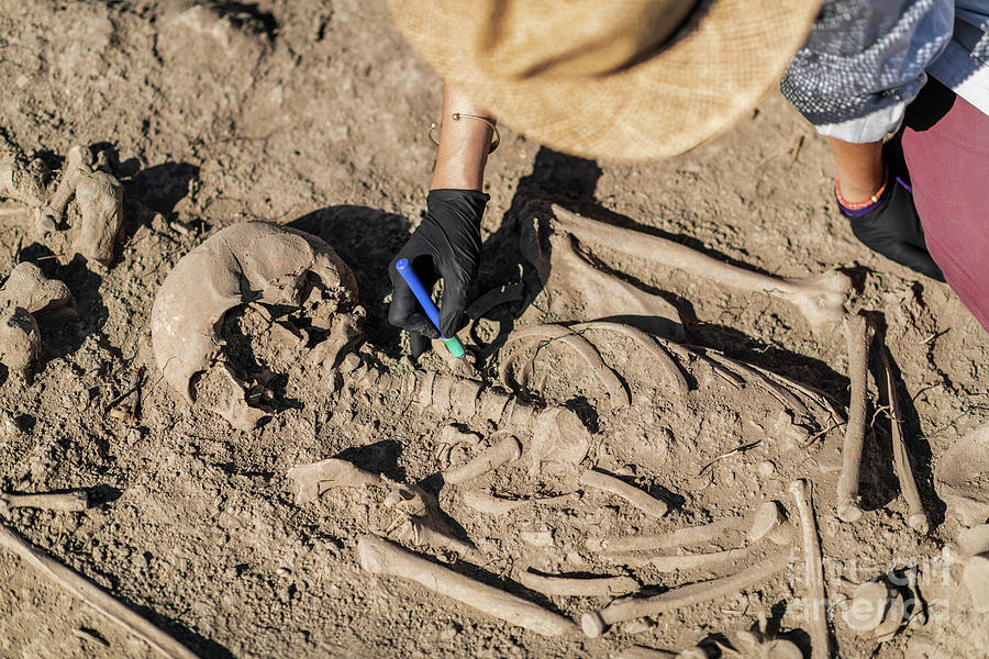 Archaeologist Excavating Skeleton #14 Photograph by Microgen Images/science Photo Library