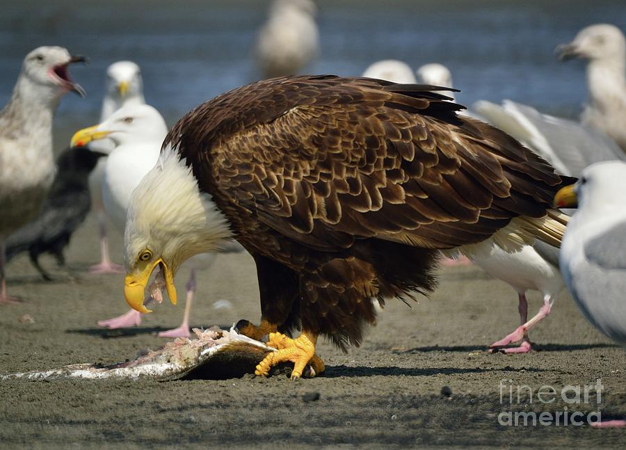 Bald Eagle #14 Photograph by Marc Bittan
