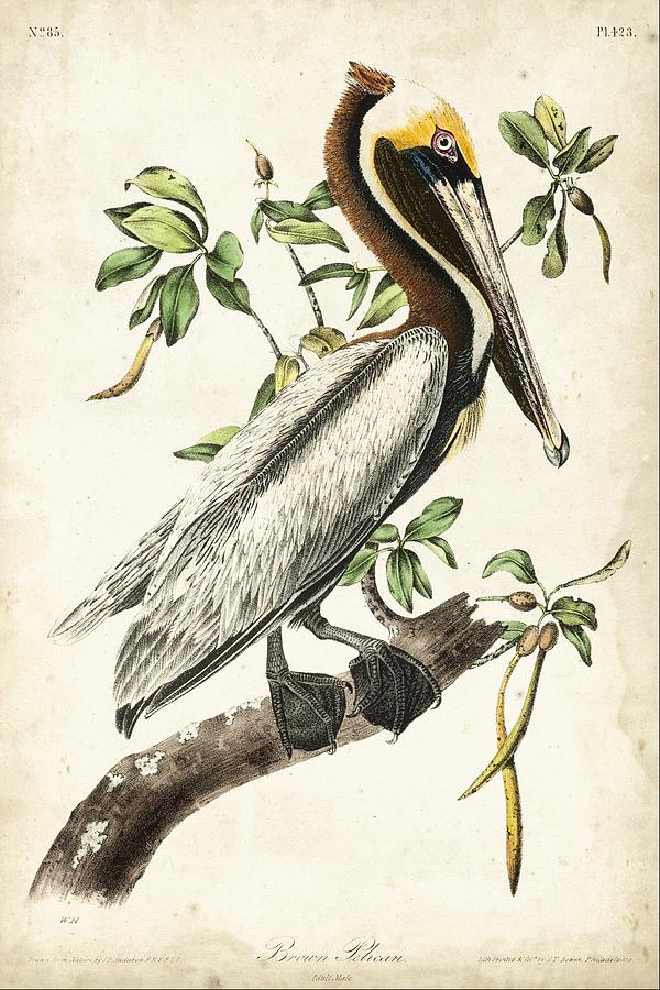 Brown Pelican Painting By John James Audubon Fine Art America