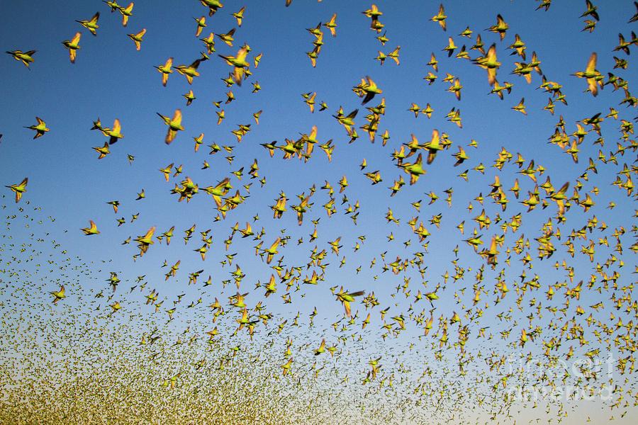 Wildlife Photograph - Budgerigars Flocking To Find Water #14 by Paul Williams/science Photo Library