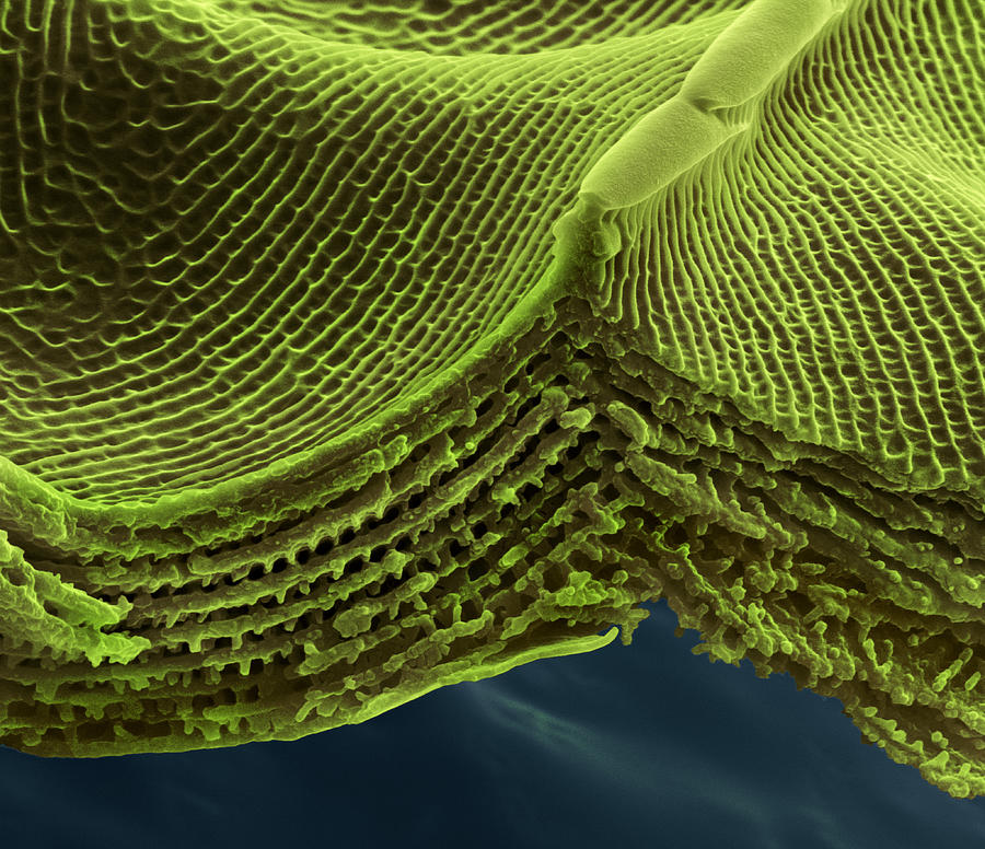 Butterfly Wing Scale Sem #14 Photograph by Meckes/ottawa