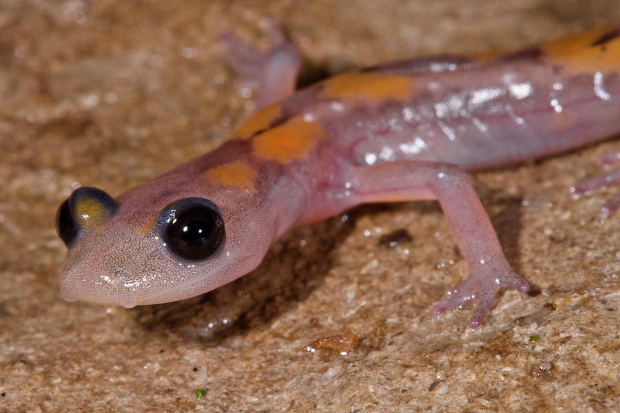 Cave Salamander, Eurycea Lucifuga #14 Photograph by Dante Fenolio