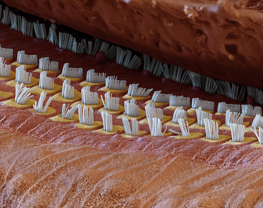Cochlea, Outer Hair Cells, Sem #14 Photograph by Oliver Meckes EYE OF SCIENCE