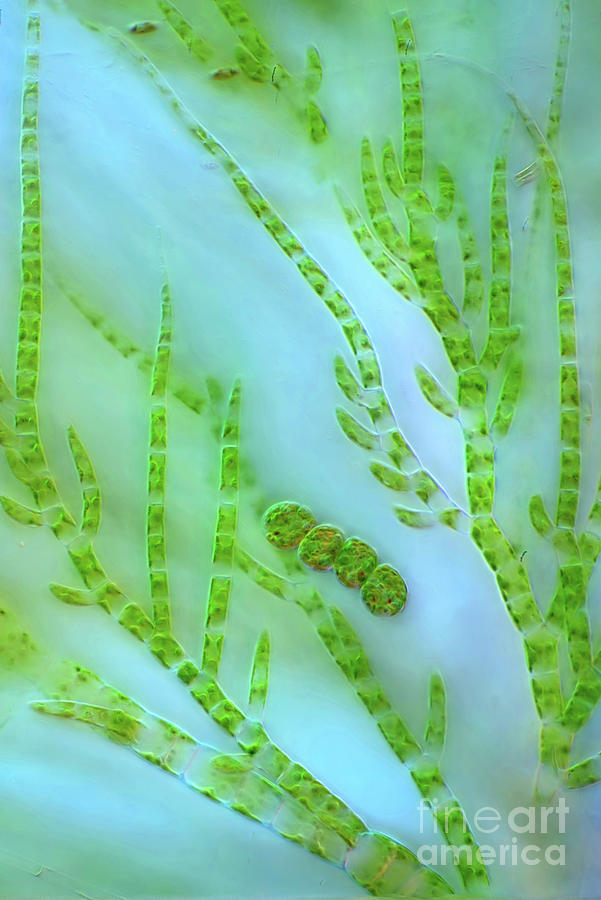 Draparnaldia Green Algae #14 Photograph by Marek Mis/science Photo Library