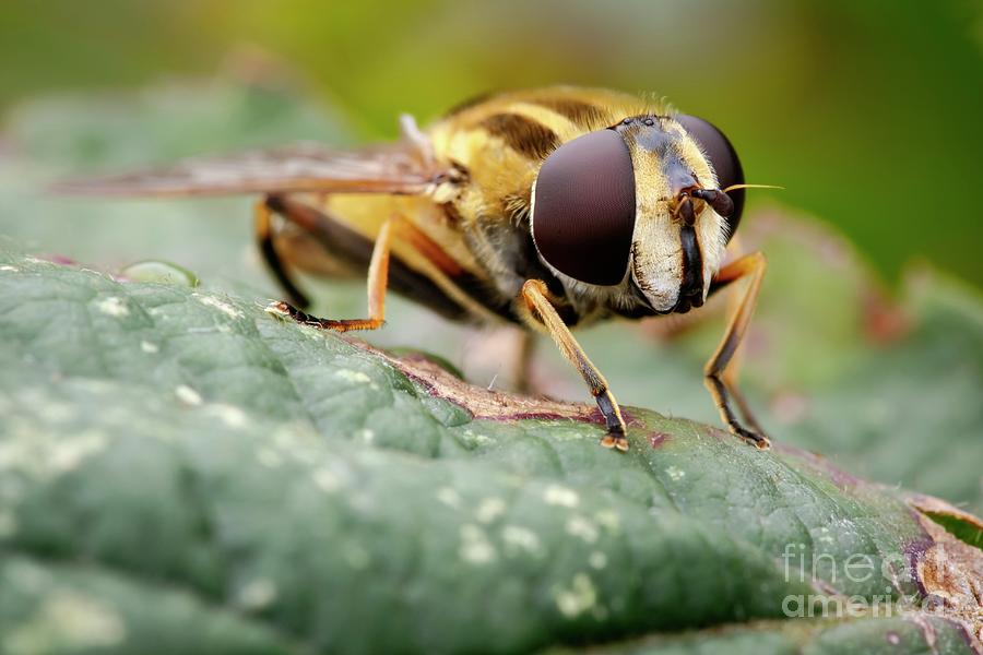 Hoverfly #14 Photograph by Heath Mcdonald/science Photo Library