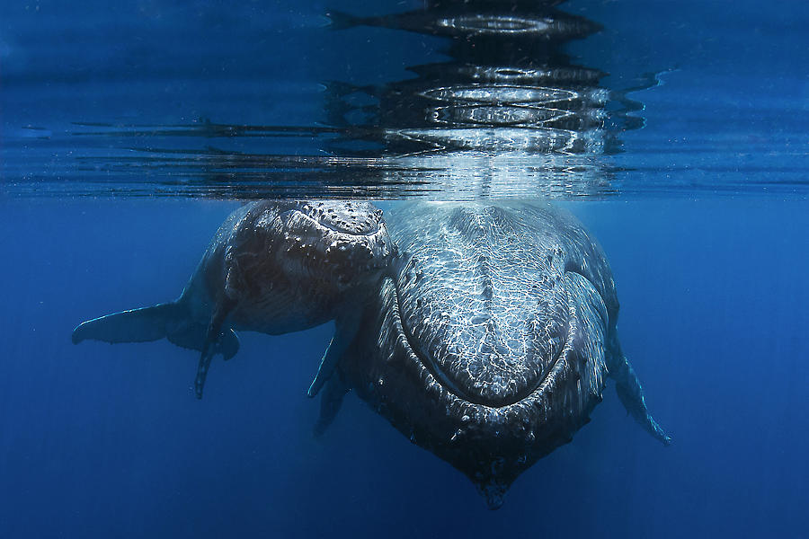 Humpback Whales #14 Photograph by Cdric Pneau
