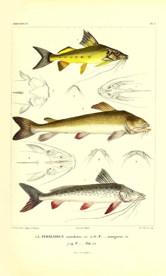 Illustration Of South American Fish #14 Painting by Science Source