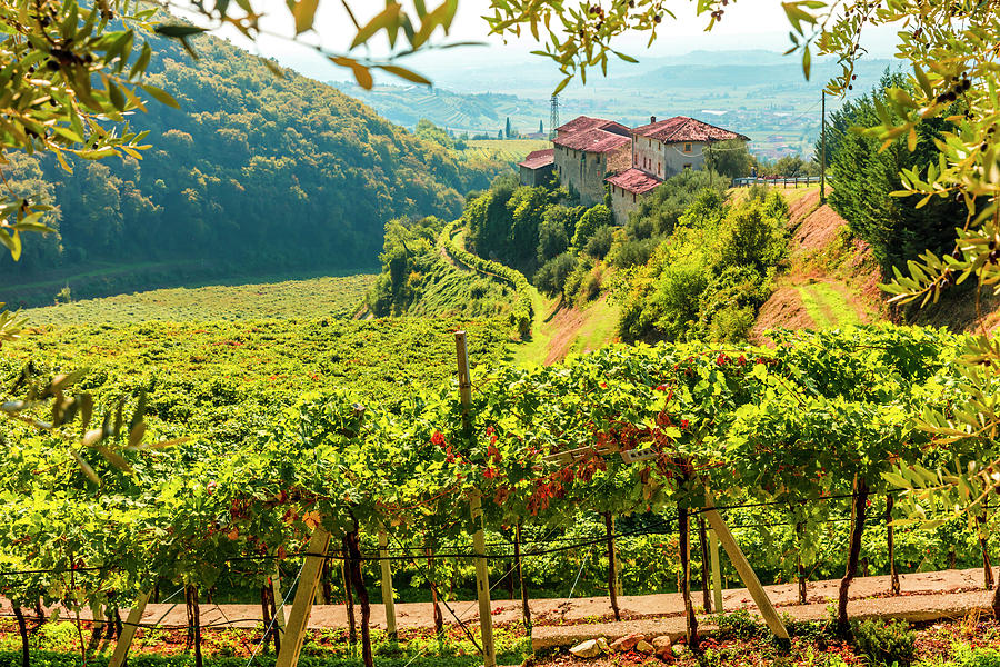 Italy, Veneto, Verona District, Valpolicella, Negrar, Typical Landscape, Vineyards #14 Digital Art by Olimpio Fantuz