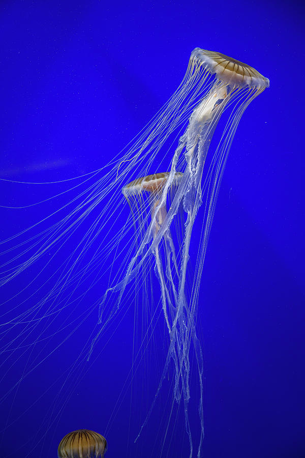 Japanese Jellyfish #14 Photograph by Kenny Thomas