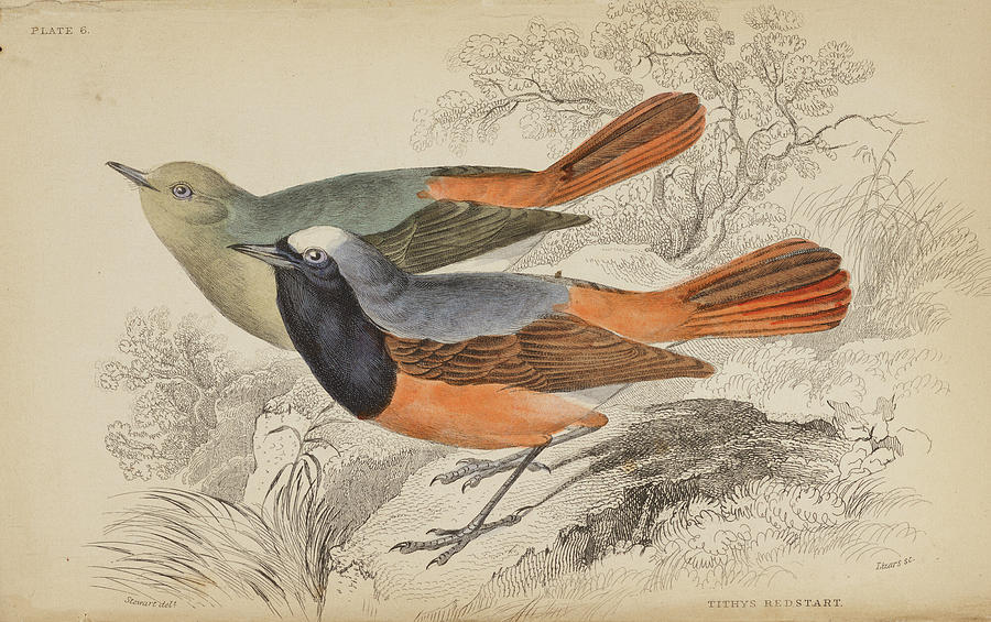 買い安いWilliam Jardine『The Naturalist\'s Library 17』19世紀イギリス動物画譜 手彩色入銅版画34枚 英国博物学の歴史的名著 画集