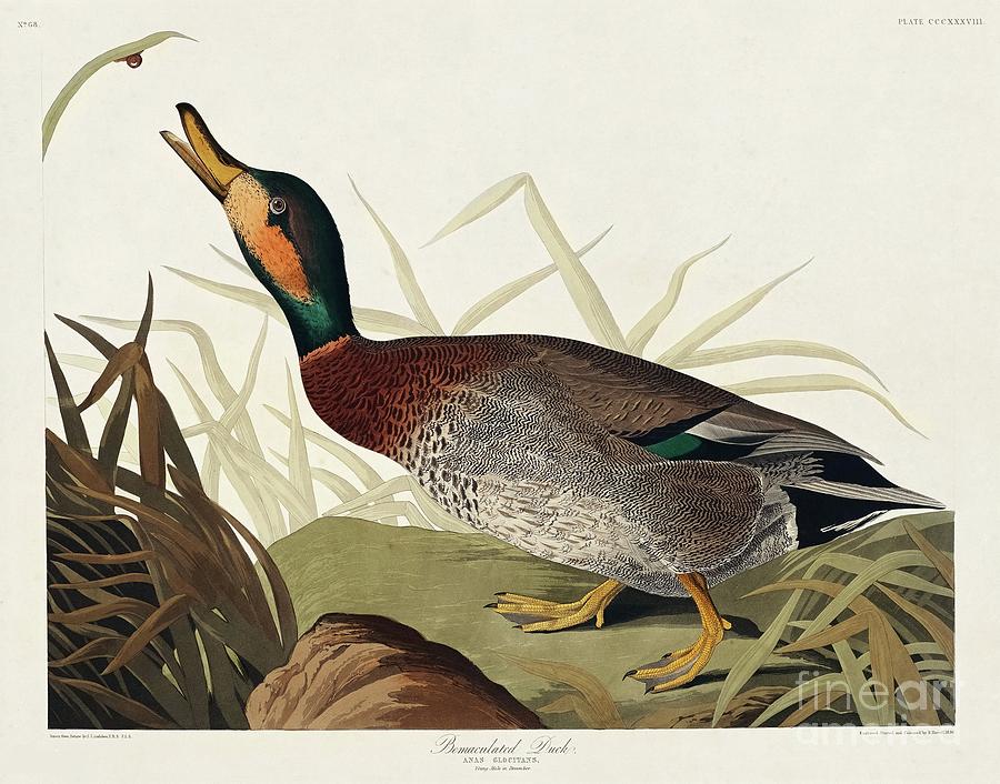 John James Audubon Birds of Digital Art by Paper Moon Fine Art -