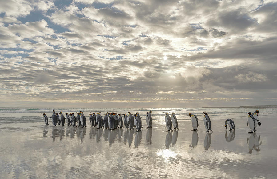 Penguin Photograph - King Penguin On The Falkland Islands #14 by Martin Zwick