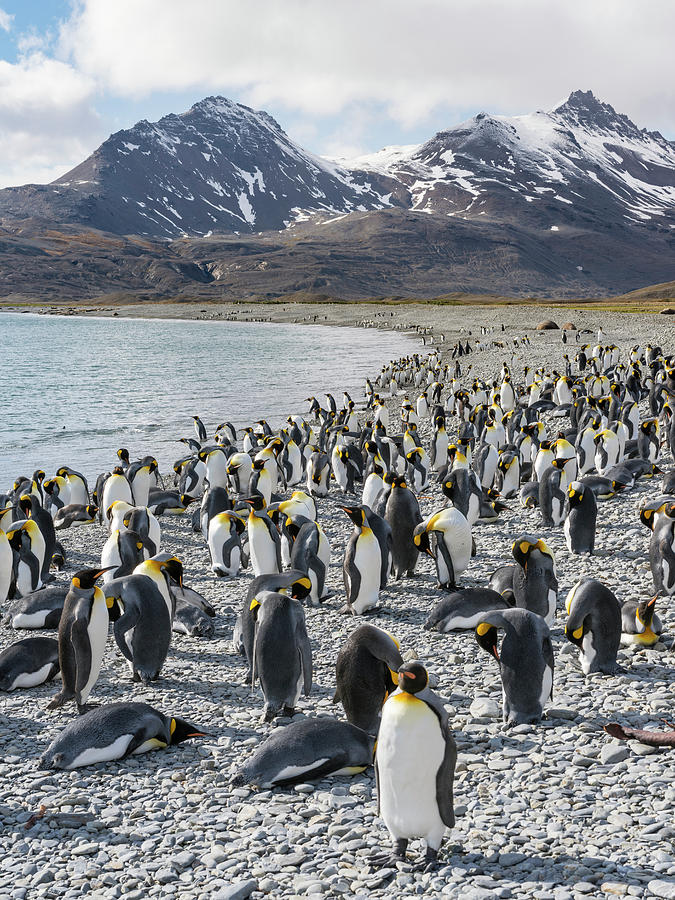 Portrait Photograph - King Penguin Rookery In St #14 by Martin Zwick