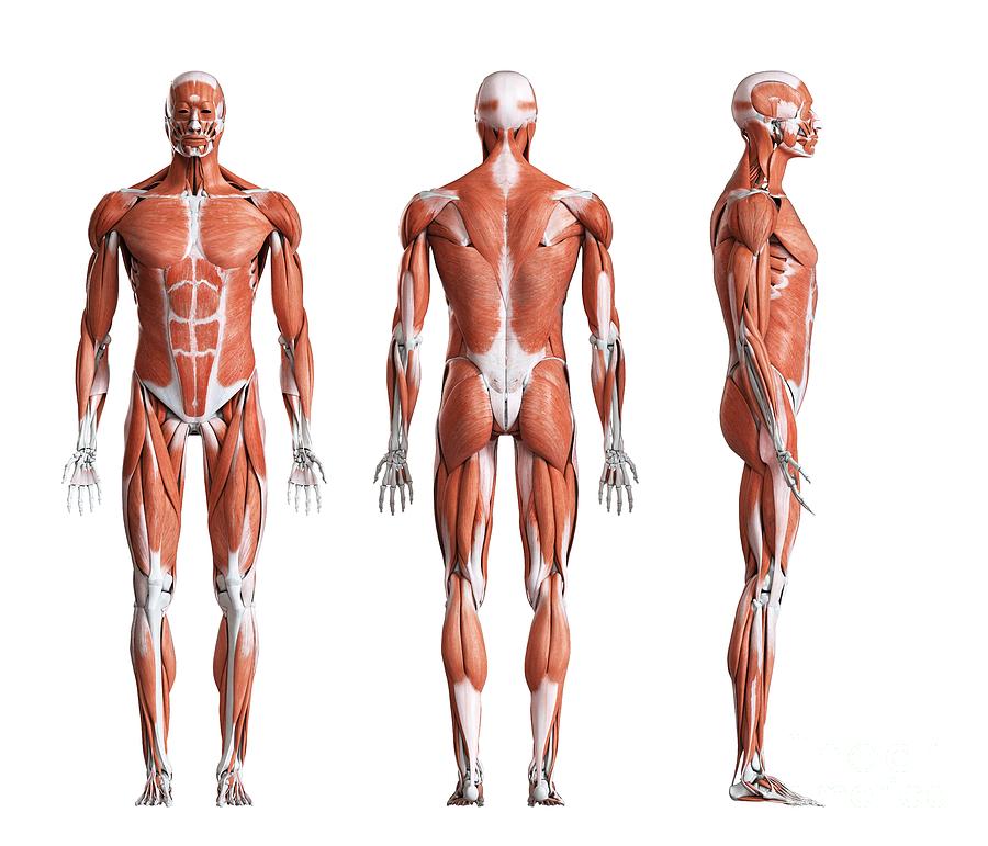 Man Photograph - Male Musculature by Sebastian Kaulitzki/science Photo Library Man Photograph - Male Musculature by Sebastian Kaulitzki/science Photo Library