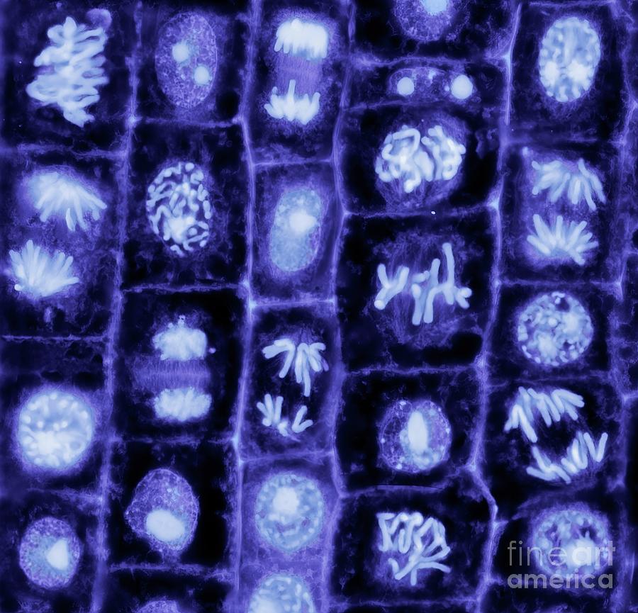 Mitosis #14 Photograph by Steve Gschmeissner/science Photo Library