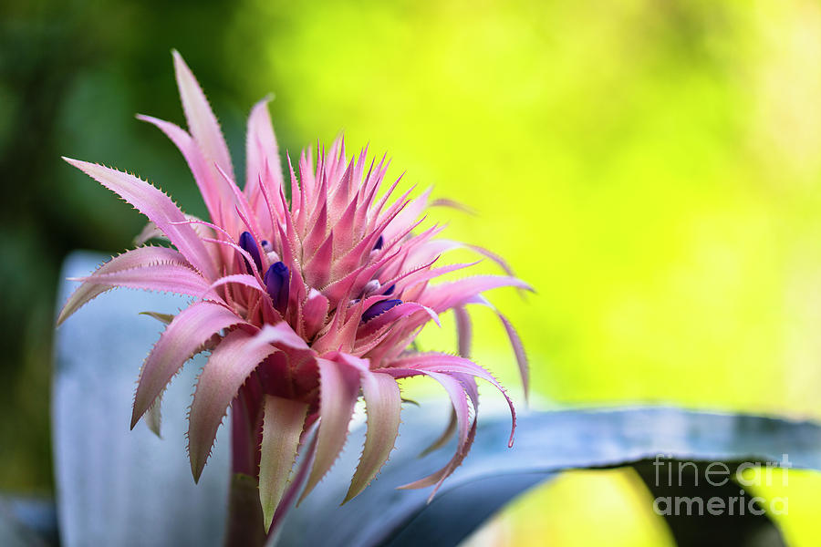 Pink Bromeliad Flower #14 Photograph by Raul Rodriguez