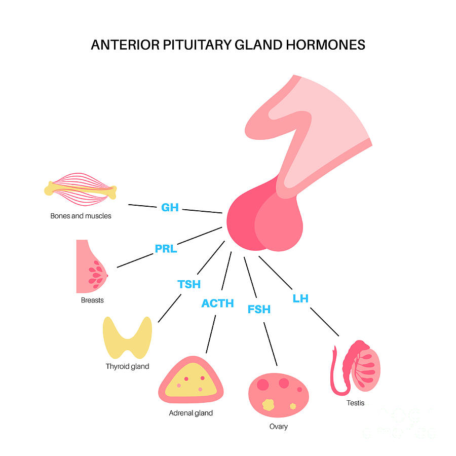 Pituitary Gland Hormones Photograph by Pikovit / Science Photo Library ...