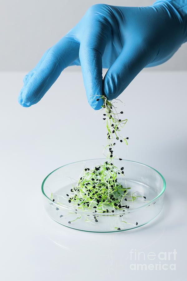 Plant Biotechnology #14 Photograph by Cristina Pedrazzini/science Photo Library