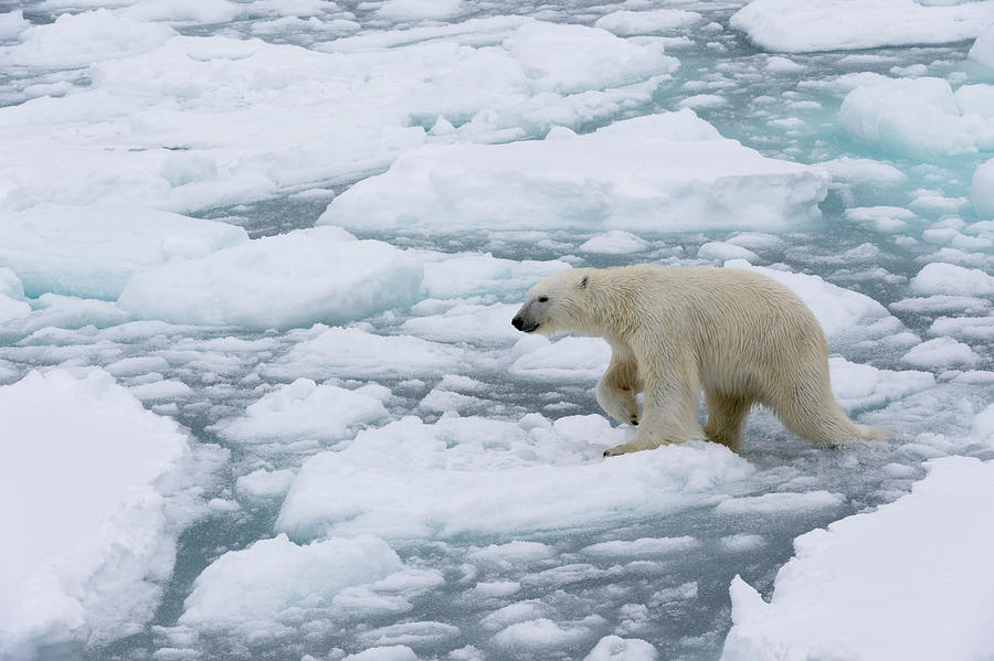 Polar Bear (ursus Maritimus), Polar Ice Cap, 81north Of Spitsbergen ...