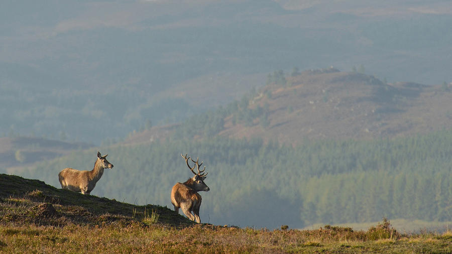 Red Deer in the Highlands  #14 Photograph by Gavin MacRae