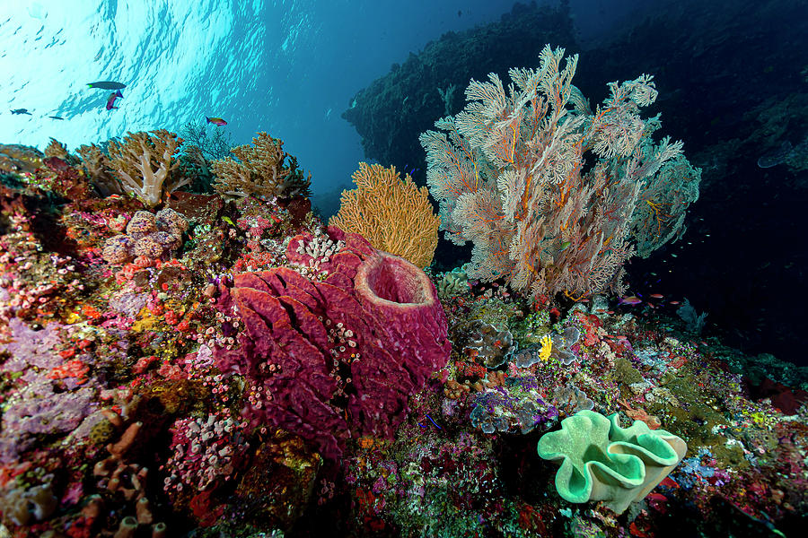 Reef Scene In Halmahera, Indonesia #14 Photograph by Bruce Shafer