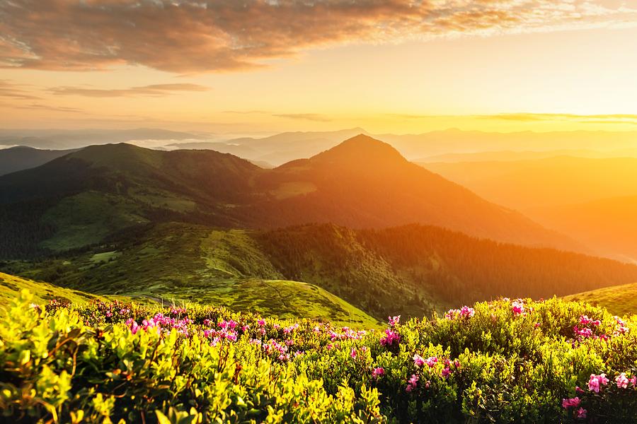 Summer Photograph - Rhododendron Flowers Covered Mountains #14 by Ivan Kmit