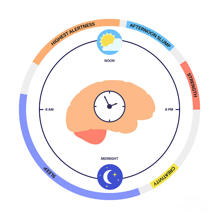 sleep-wake-cycle-14-by-pikovit-science-photo-library