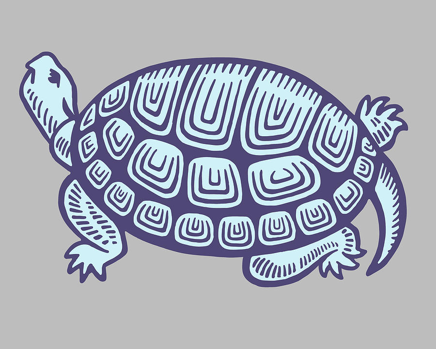Turtle Drawing - Turtle #14 by CSA Images