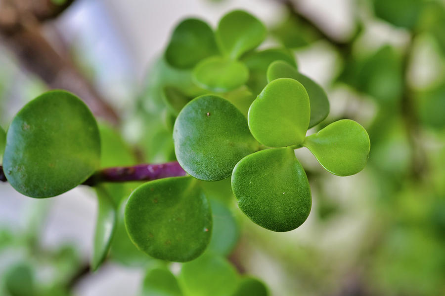 Dwarf Jade Plant Photograph by Vanessa Ilott