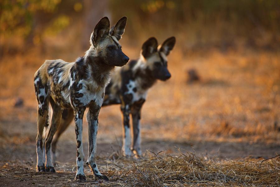 Wild Dog (lycaon Pictus). Northern Tuli Photograph by Roger De La Harpe ...