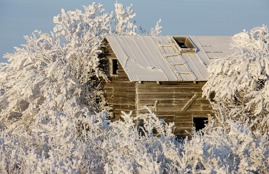 Winter Frost Saskatchewan Photograph