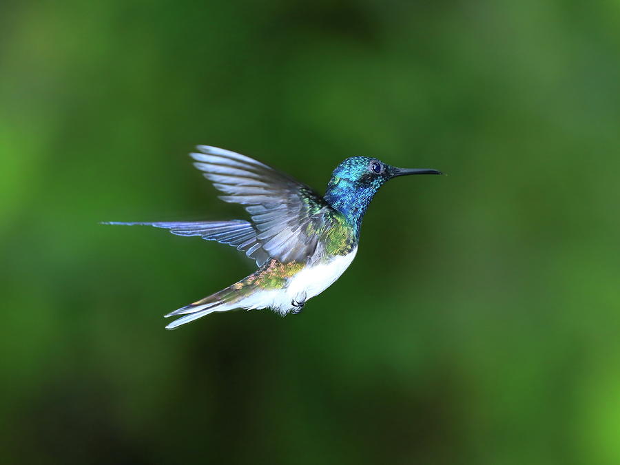 Hummingbird of Ecuador, AS Photograph by Alex Nikitsin - Fine Art America