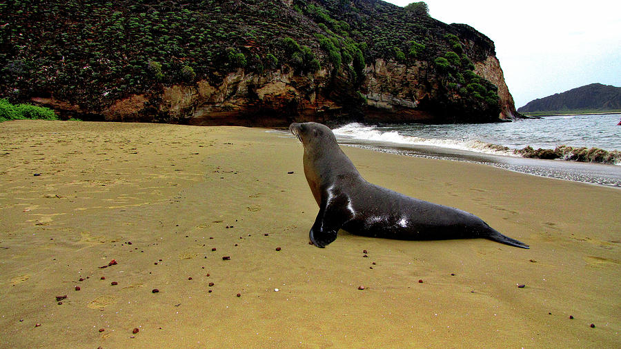 Galapagos Islands Ecuador #146 Photograph by Paul James Bannerman