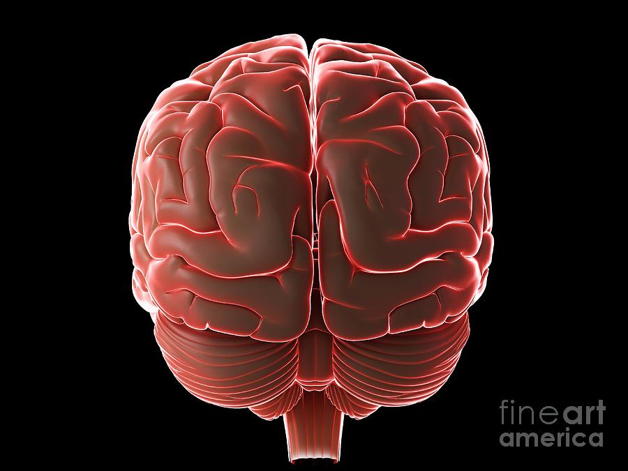 Human Brain #147 Photograph by Sebastian Kaulitzki/science Photo Library
