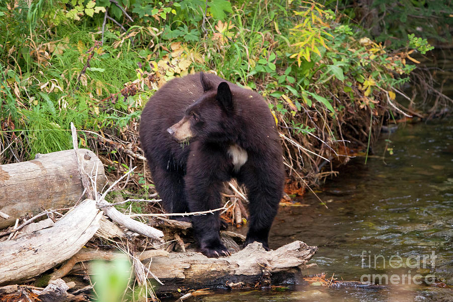 Yellowstone National Park Photograph - 1476 Teton Black Bear by Steve Sturgill