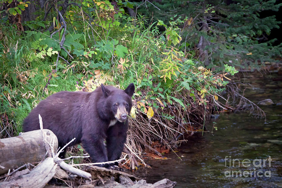 1477 Teton Black Bear Photograph by Steve Sturgill