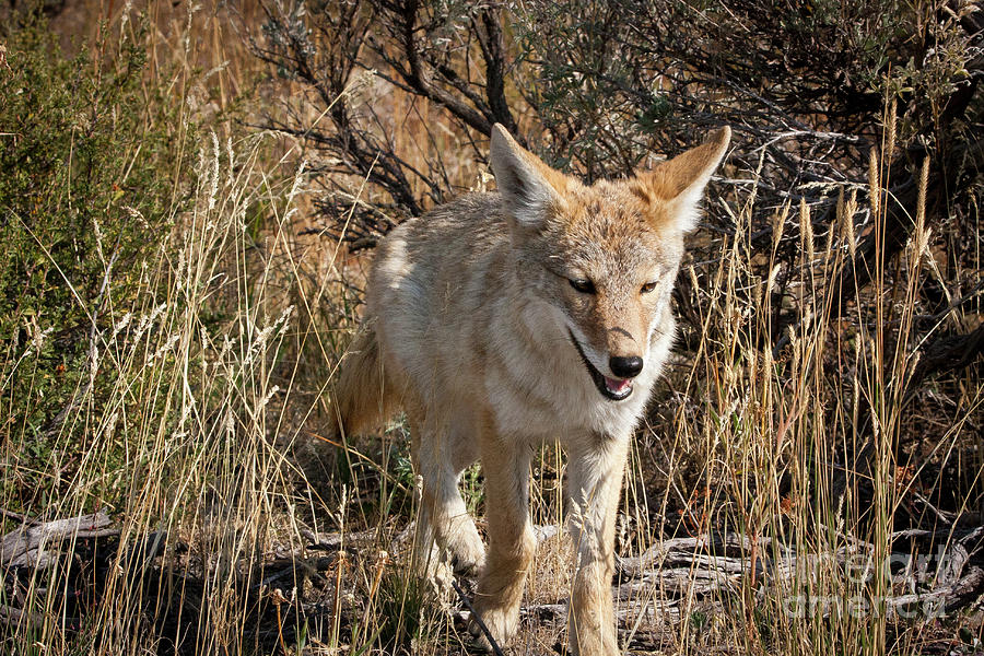 1481 Grand Teton Coyote Photograph by Steve Sturgill