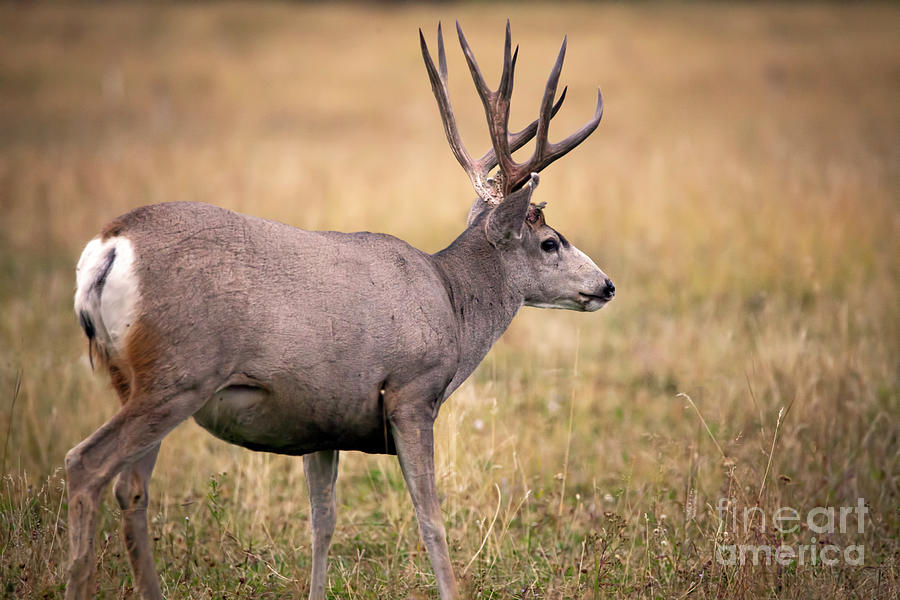 1489 Mule Deer Photograph by Steve Sturgill