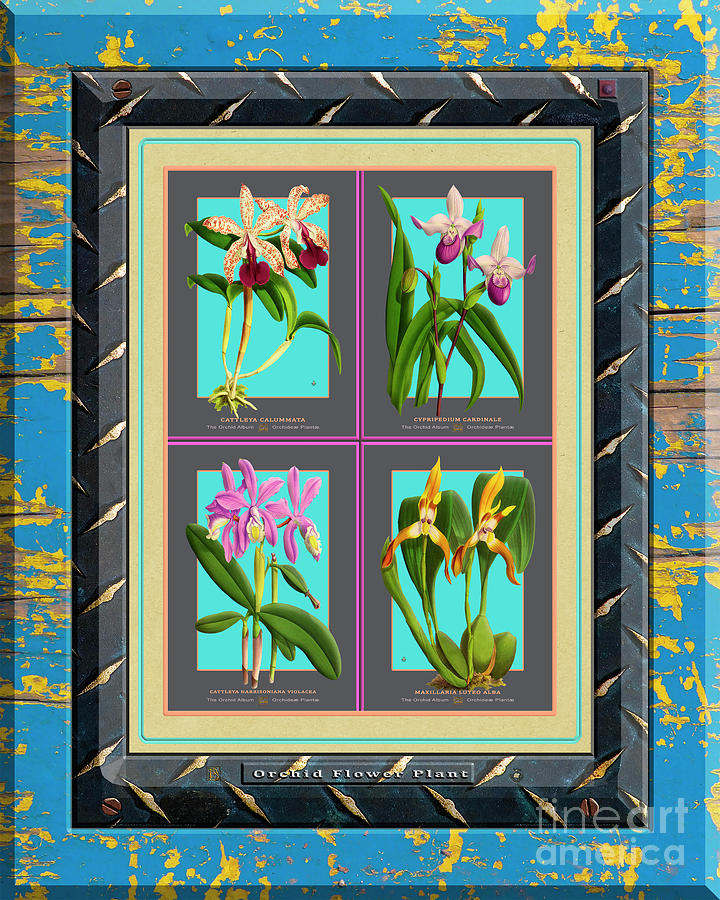 Antique Orchids Quatro On Rusted Metal And Weathered Wood Plank Drawing
