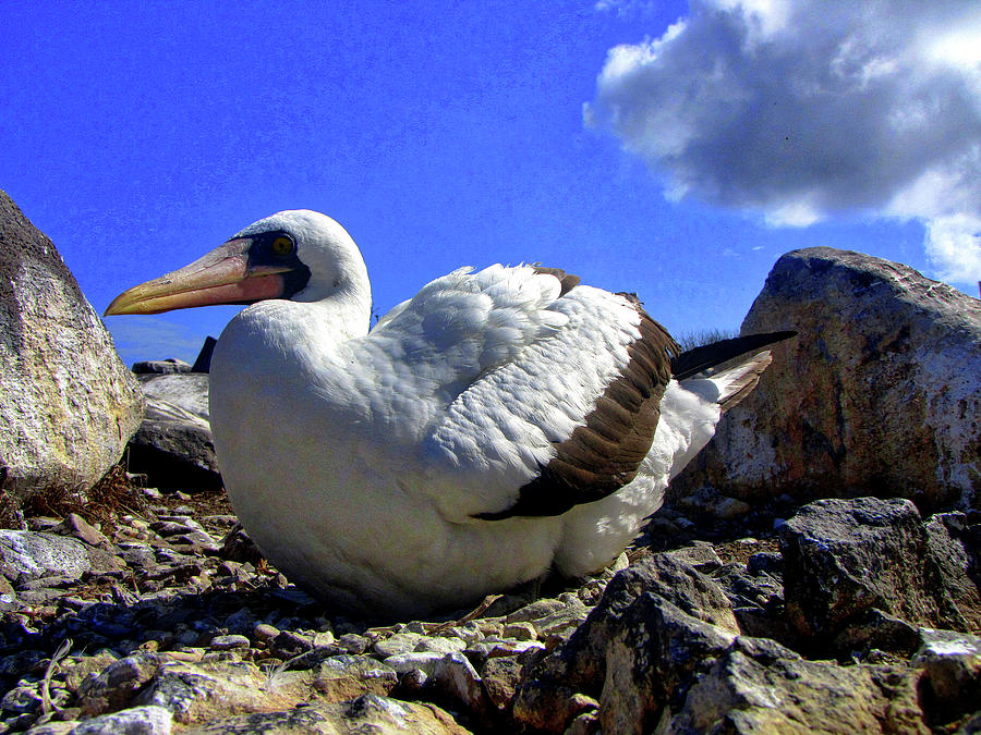 Galapagos Islands Ecuador #149 Photograph by Paul James Bannerman