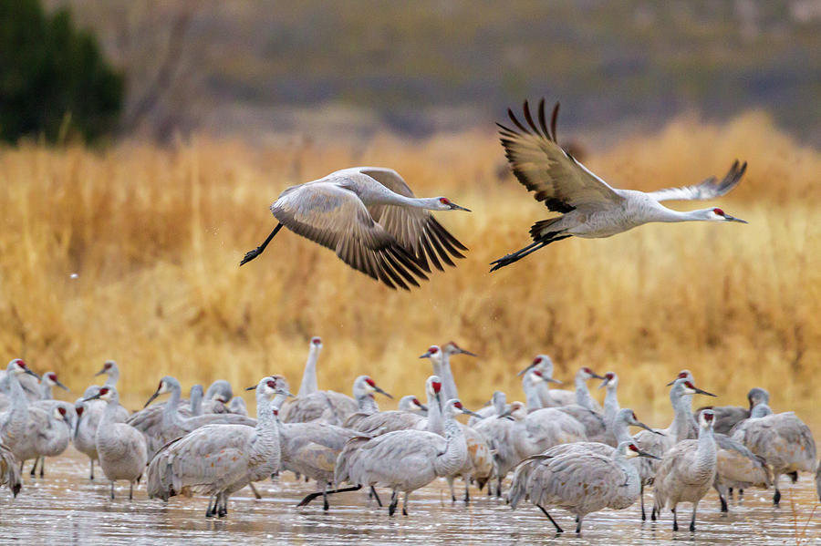 Usa New Mexico Bosque Del Apache Photograph By Jaynes Gallery