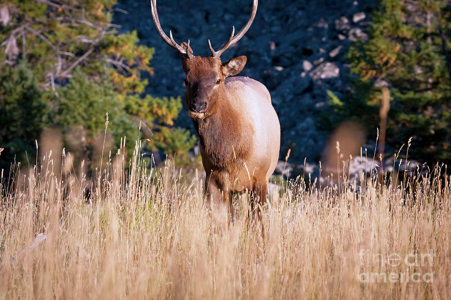 Yellowstone National Park Photograph - 1498 Yellowstone Bull Elk by Steve Sturgill