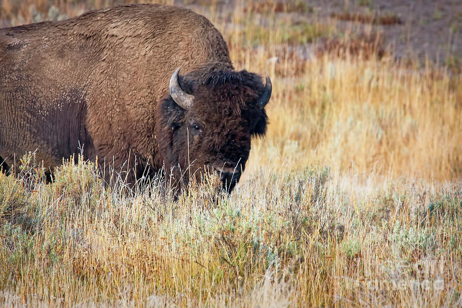 Yellowstone National Park Photograph - 1499 Yellowstone Bison by Steve Sturgill