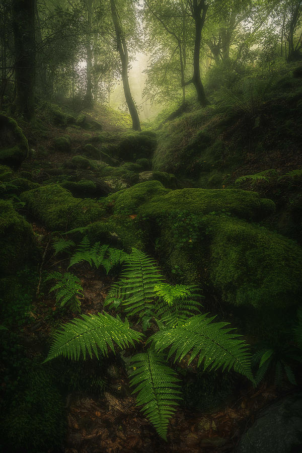 Jungle Photograph -  #15 by Carlos Gonzalez