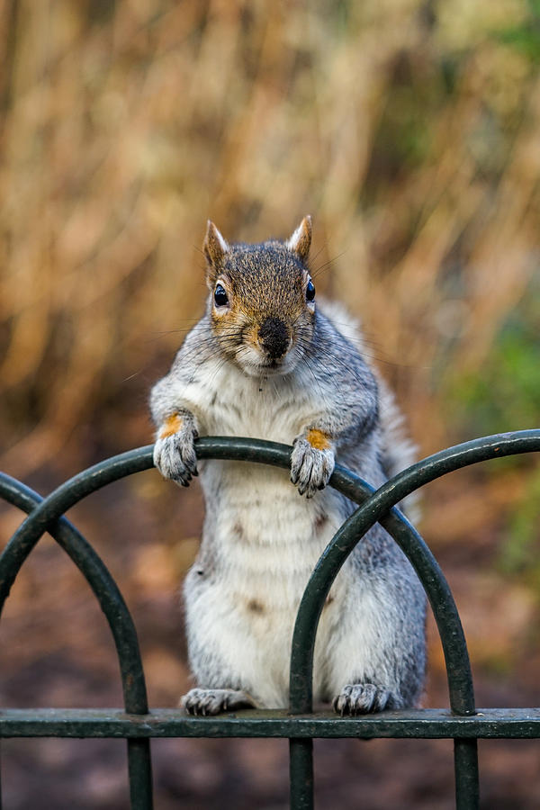 A funny squirrel on the fence. Photograph by George Afostovremea - Fine Art  America